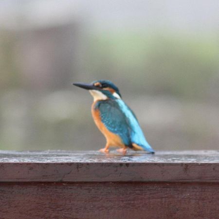 River Cottage Balledent Buitenkant foto