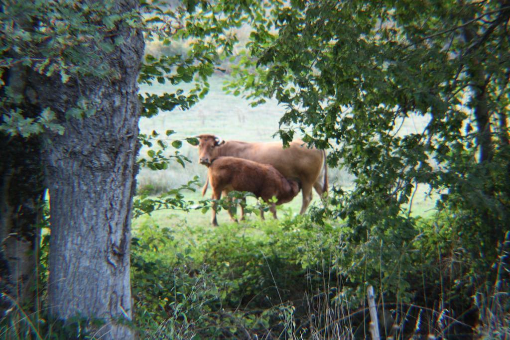 River Cottage Balledent Kamer foto